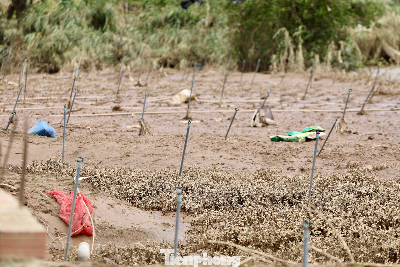 Tan hoang thủ phủ rau Lâm Đồng- Ảnh 21.