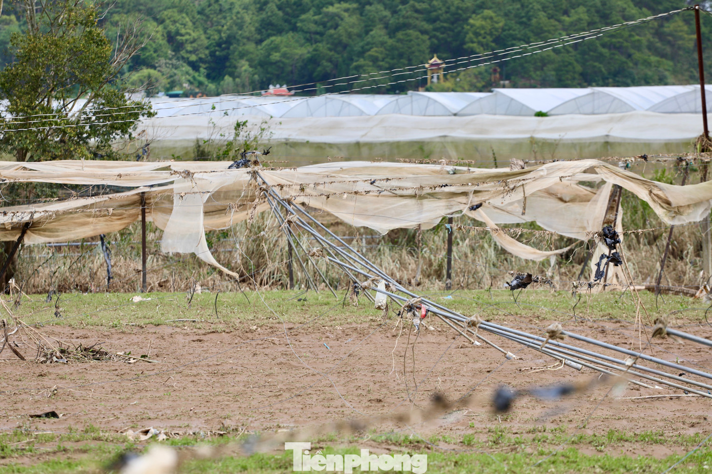 Tan hoang thủ phủ rau Lâm Đồng- Ảnh 8.
