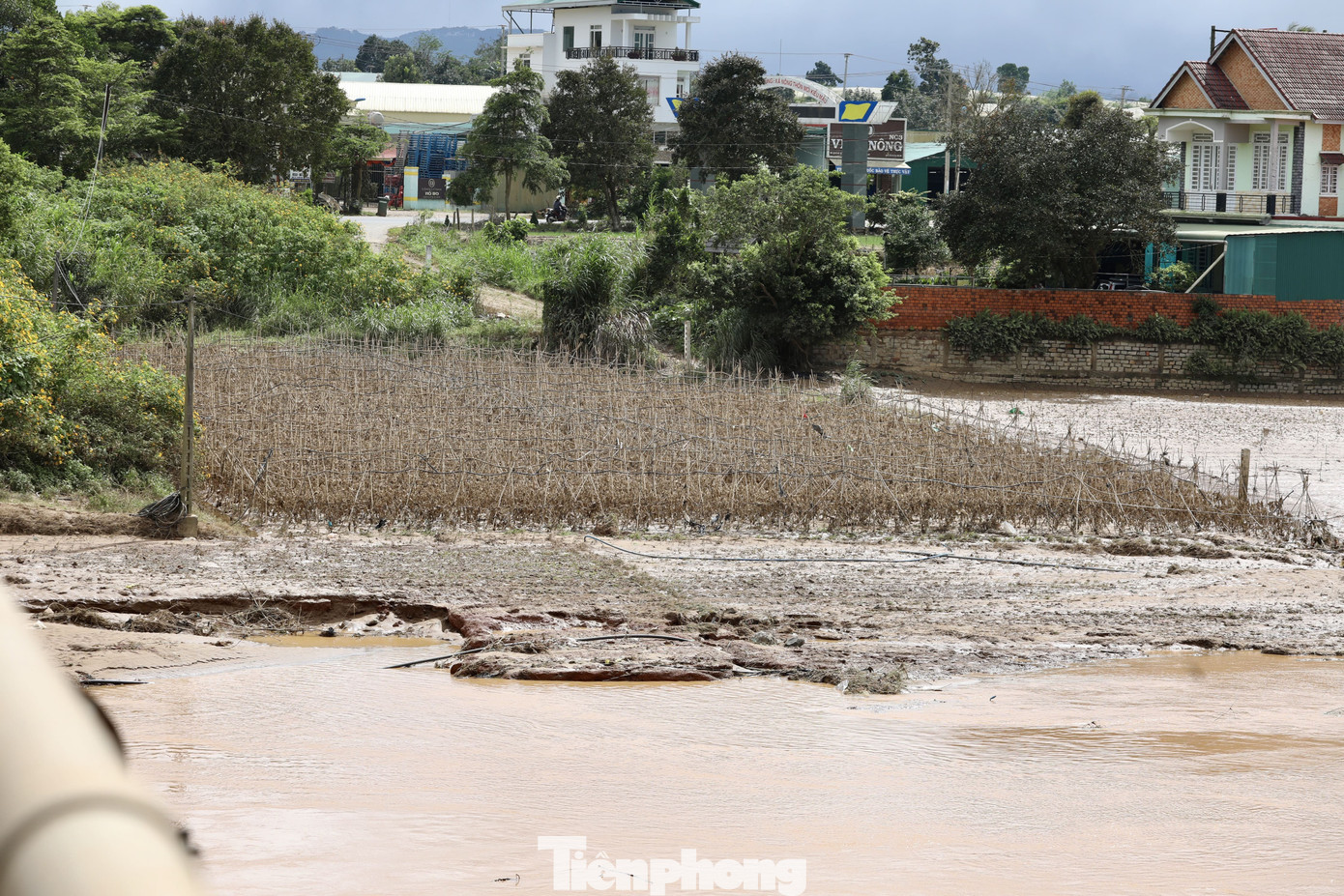 Tan hoang thủ phủ rau Lâm Đồng- Ảnh 16.