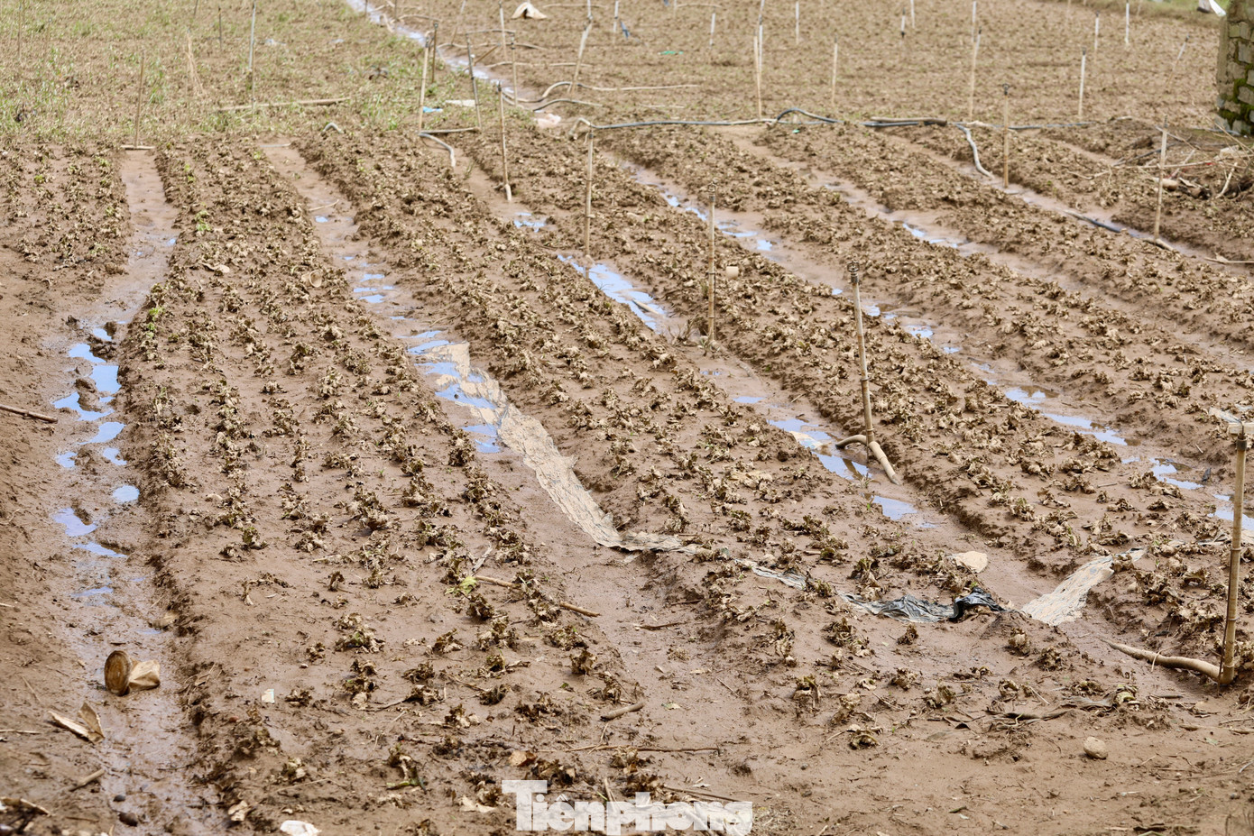 Tan hoang thủ phủ rau Lâm Đồng- Ảnh 18.