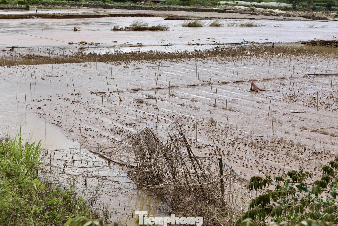 Tan hoang thủ phủ rau Lâm Đồng- Ảnh 15.
