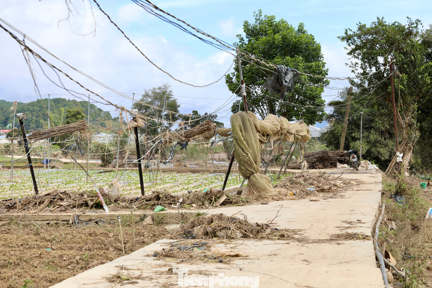 Tan hoang thủ phủ rau Lâm Đồng- Ảnh 9.
