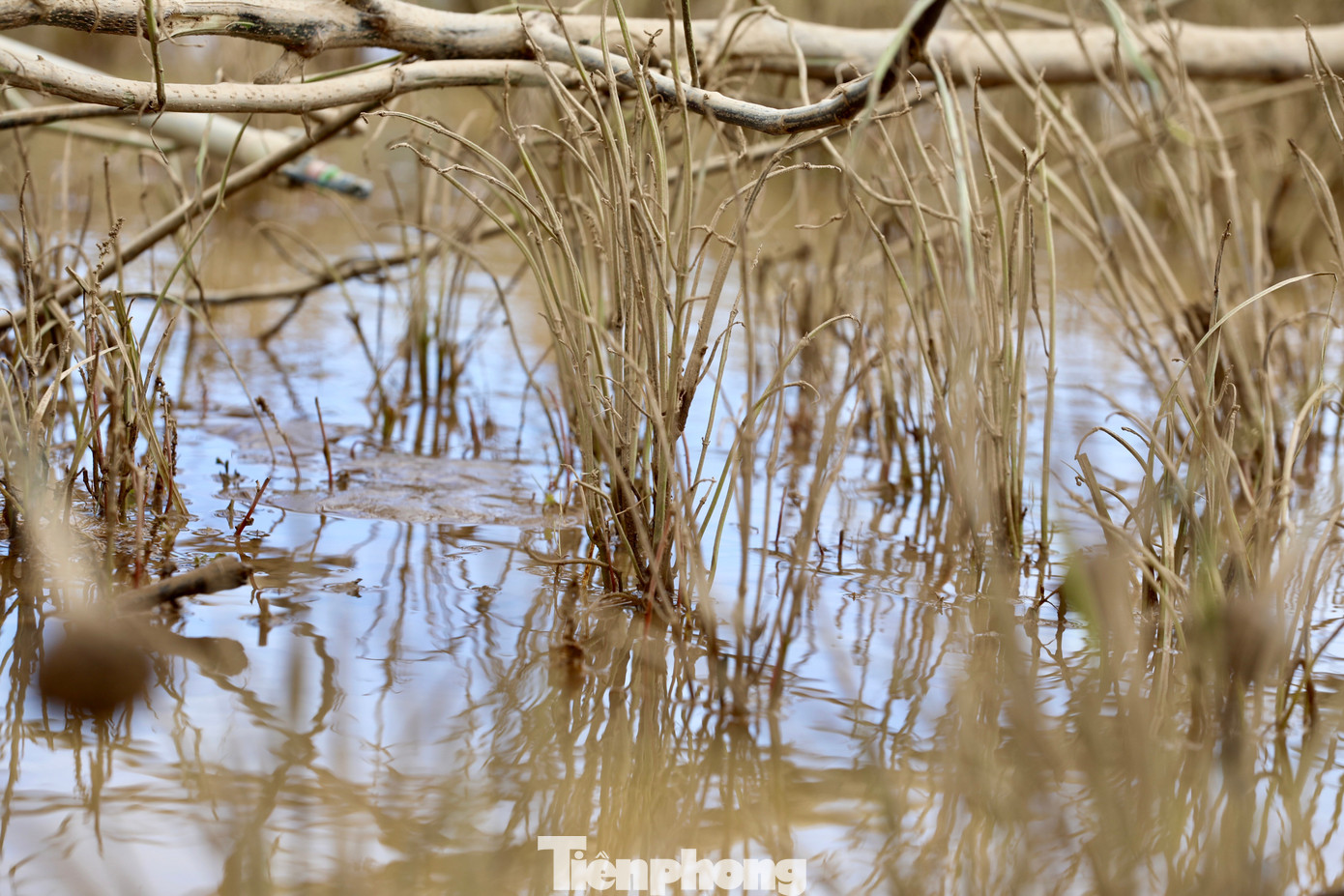 Tan hoang thủ phủ rau Lâm Đồng- Ảnh 20.