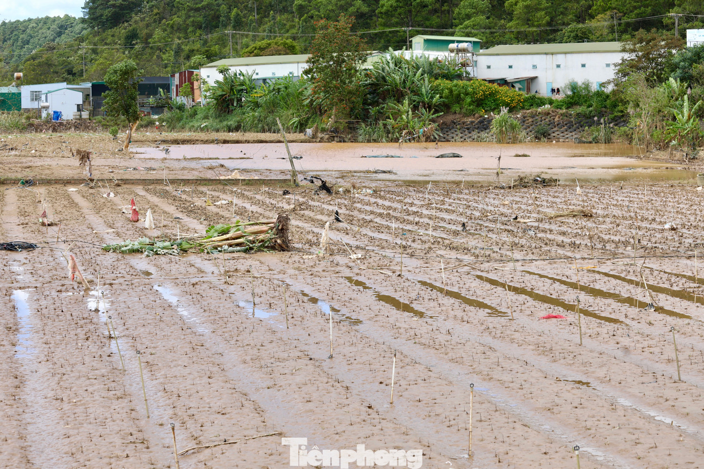 Tan hoang thủ phủ rau Lâm Đồng- Ảnh 17.