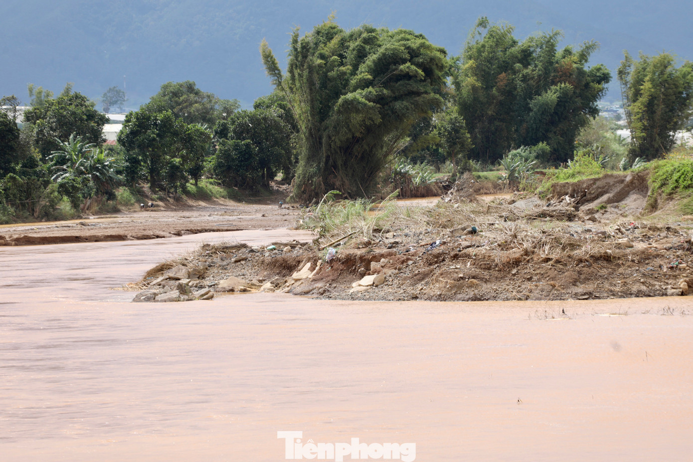 Tan hoang thủ phủ rau Lâm Đồng- Ảnh 2.