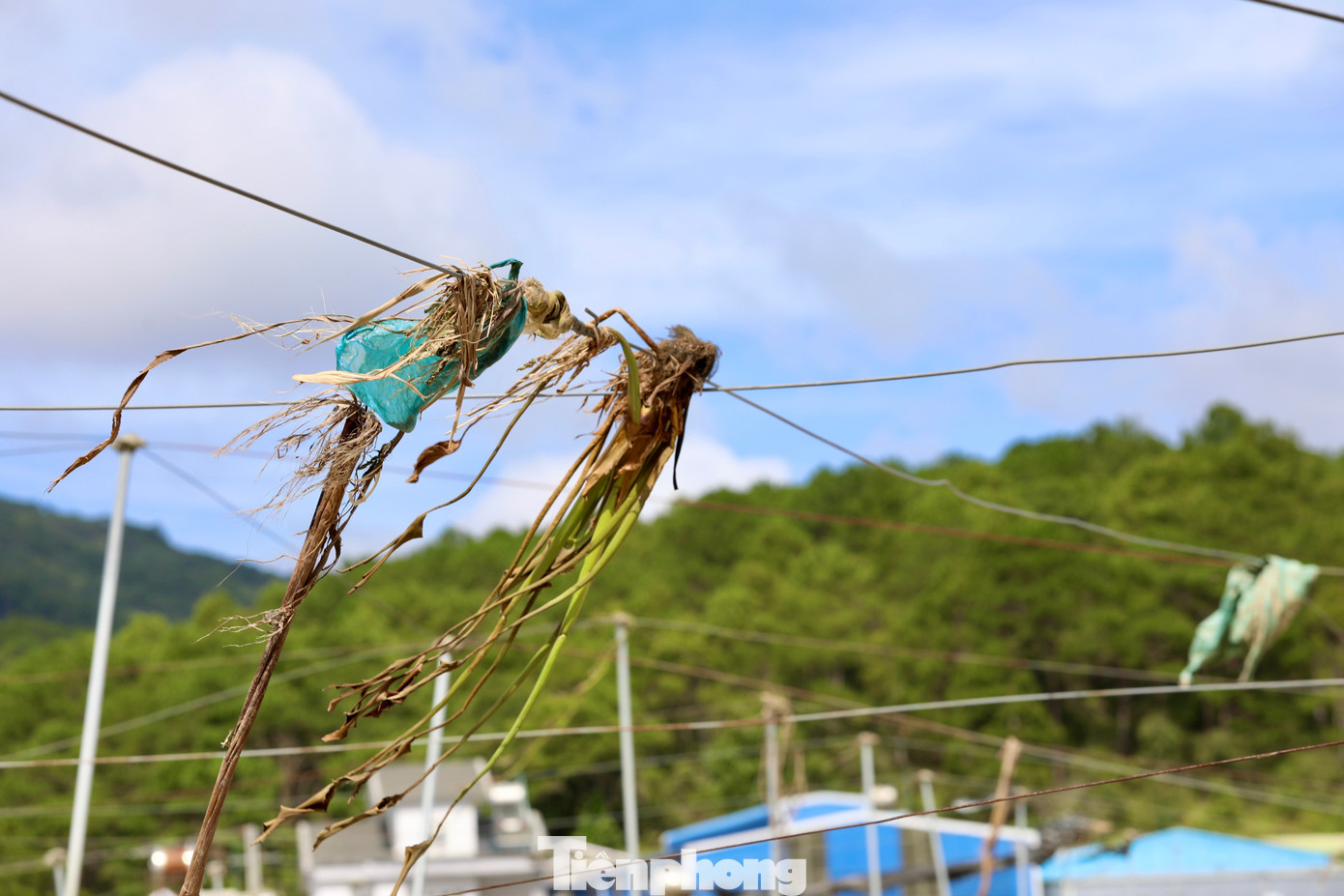 Tan hoang thủ phủ rau Lâm Đồng- Ảnh 12.