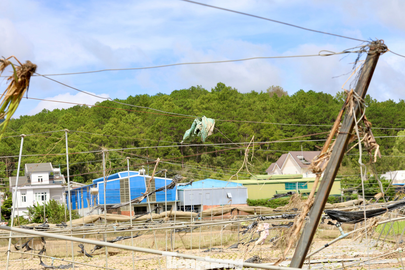 Tan hoang thủ phủ rau Lâm Đồng- Ảnh 13.