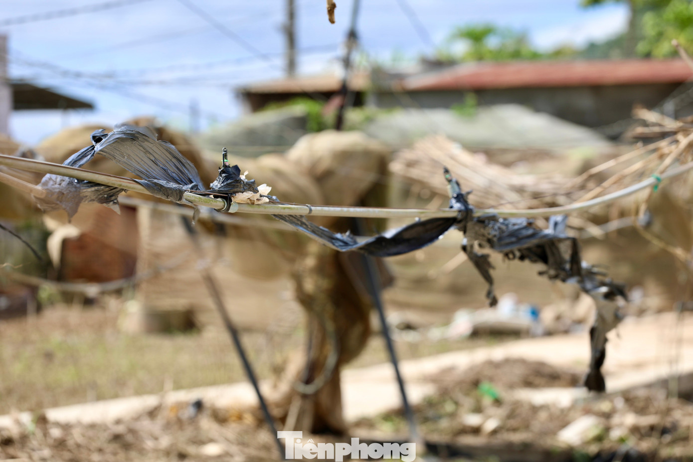 Tan hoang thủ phủ rau Lâm Đồng- Ảnh 11.