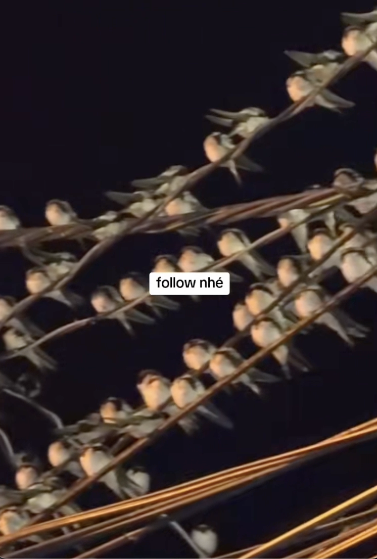 Ngành chức năng nói gì hiện tượng hàng ngàn con chim én đậu chằng chịt trên dây điện ở Cần Thơ?- Ảnh 2.