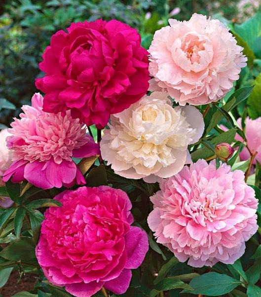 5 loài hoa đại kỵ thờ cúng, tuyệt đối không thắp hương- Ảnh 2.