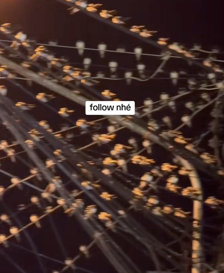 Ngành chức năng nói gì hiện tượng hàng ngàn con chim én đậu chằng chịt trên dây điện ở Cần Thơ?- Ảnh 1.