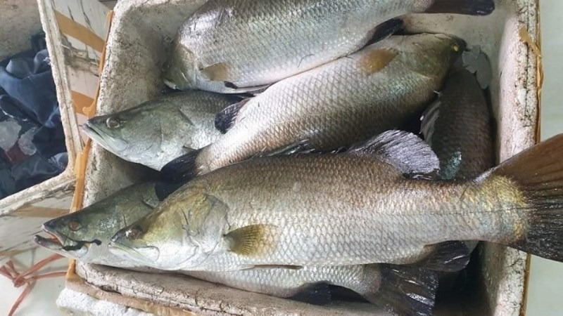 5 loại cá thịt dày, ít xương, bổ như tổ yến: Ra chợ thấy thì nhắm mắt MUA NGAY- Ảnh 3.