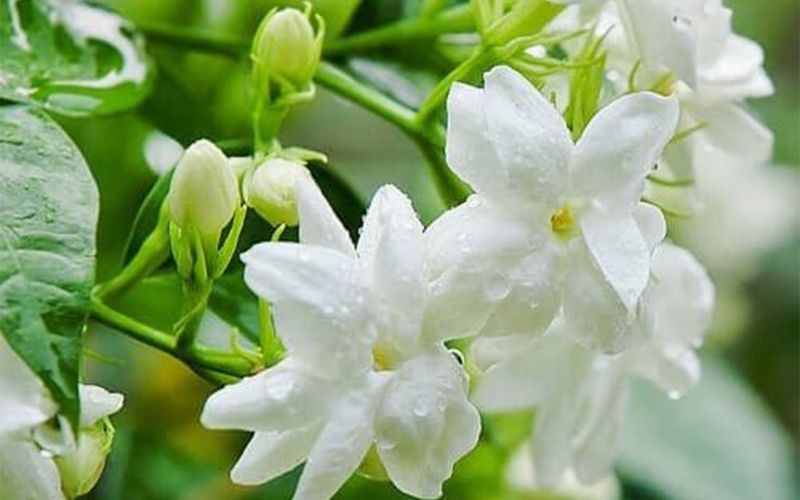 5 loài hoa đại kỵ thờ cúng, tuyệt đối không thắp hương- Ảnh 1.