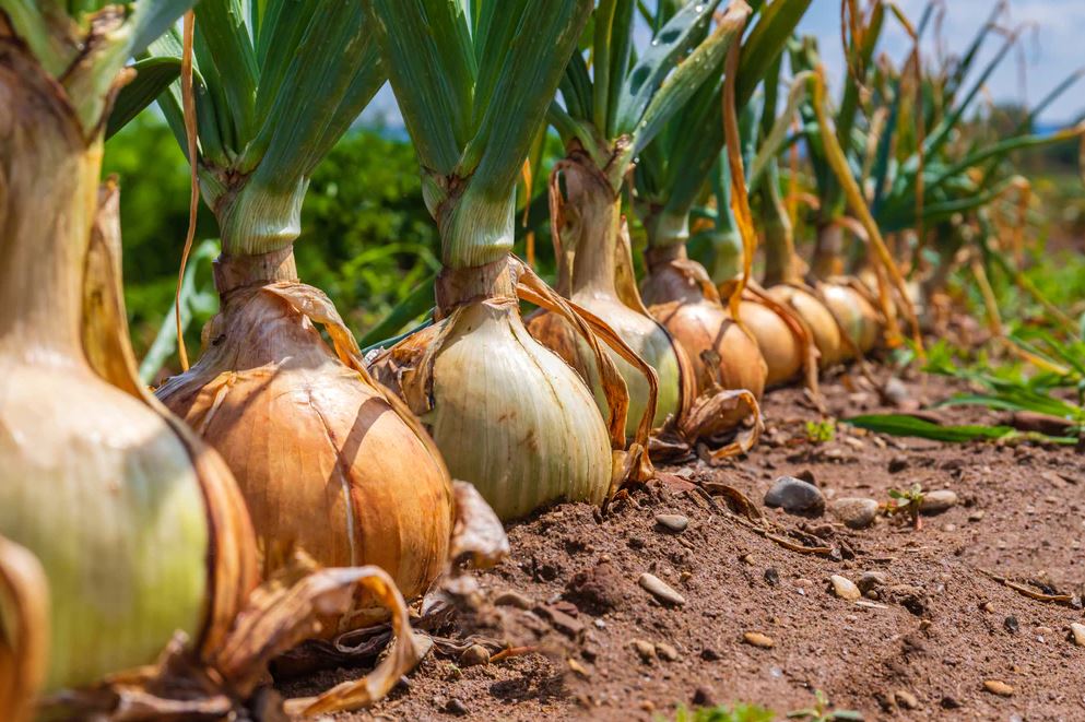 5 loại c&acirc;y l&agrave; "vũ kh&iacute;" đuổi chuột cực mạnh: Trồng c&oacute; chiến lược th&igrave; chẳng lo ch&uacute;ng cắn ph&aacute;- Ảnh 2.