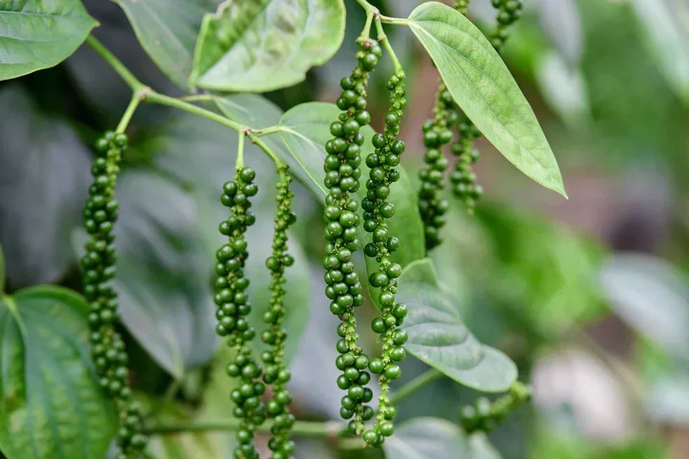 5 loại c&acirc;y l&agrave; "vũ kh&iacute;" đuổi chuột cực mạnh: Trồng c&oacute; chiến lược th&igrave; chẳng lo ch&uacute;ng cắn ph&aacute;- Ảnh 4.