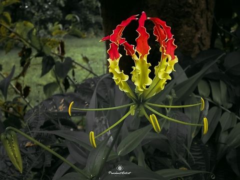 Loài hoa đẹp kỳ lạ mọc đầy ở Việt Nam: Vườn Quốc gia đưa cảnh báo tuyệt đối không được sờ hay hái- Ảnh 5.