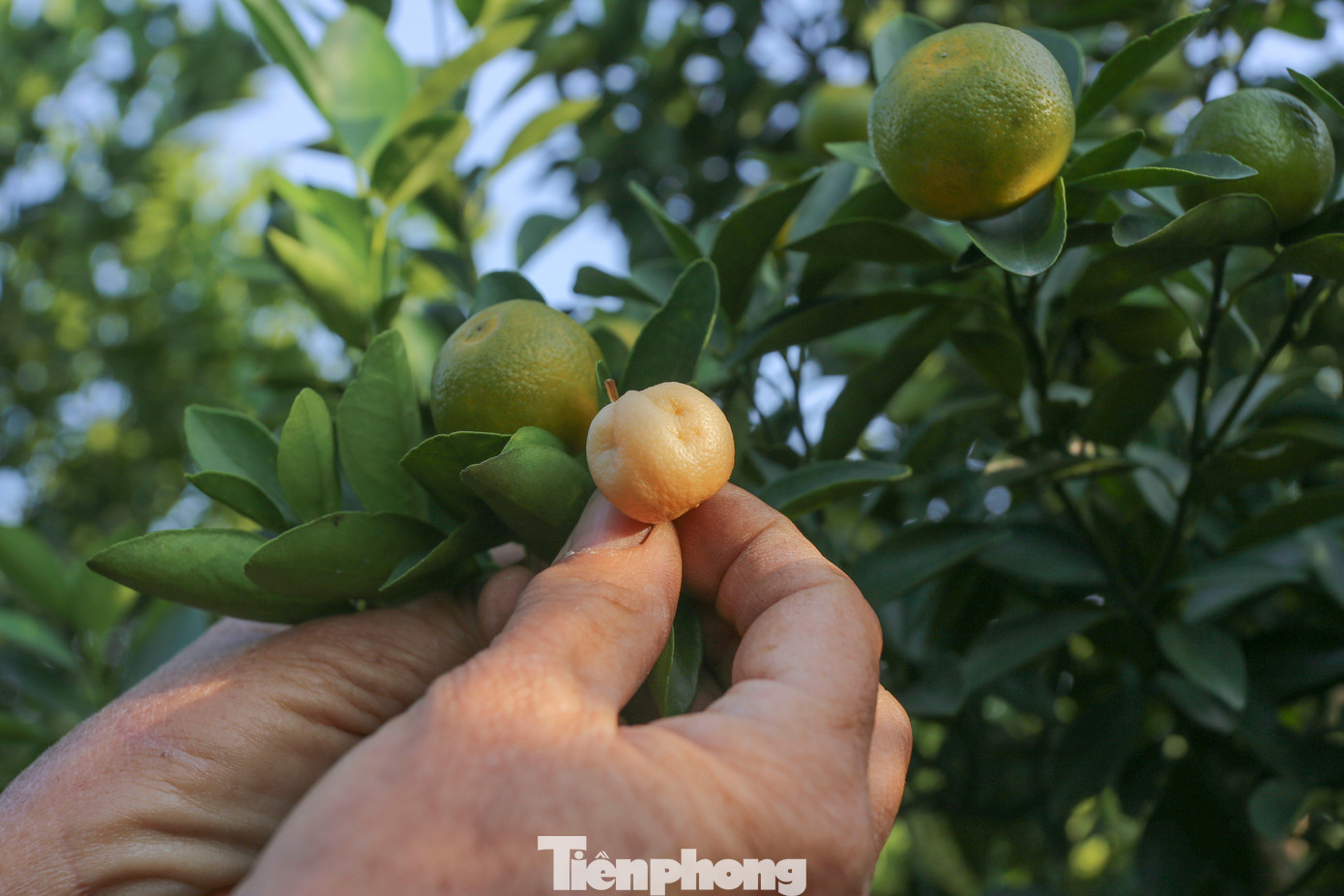 Làng quất lớn nhất xứ Thanh ‘chạy đua’ cho vụ Tết- Ảnh 9.