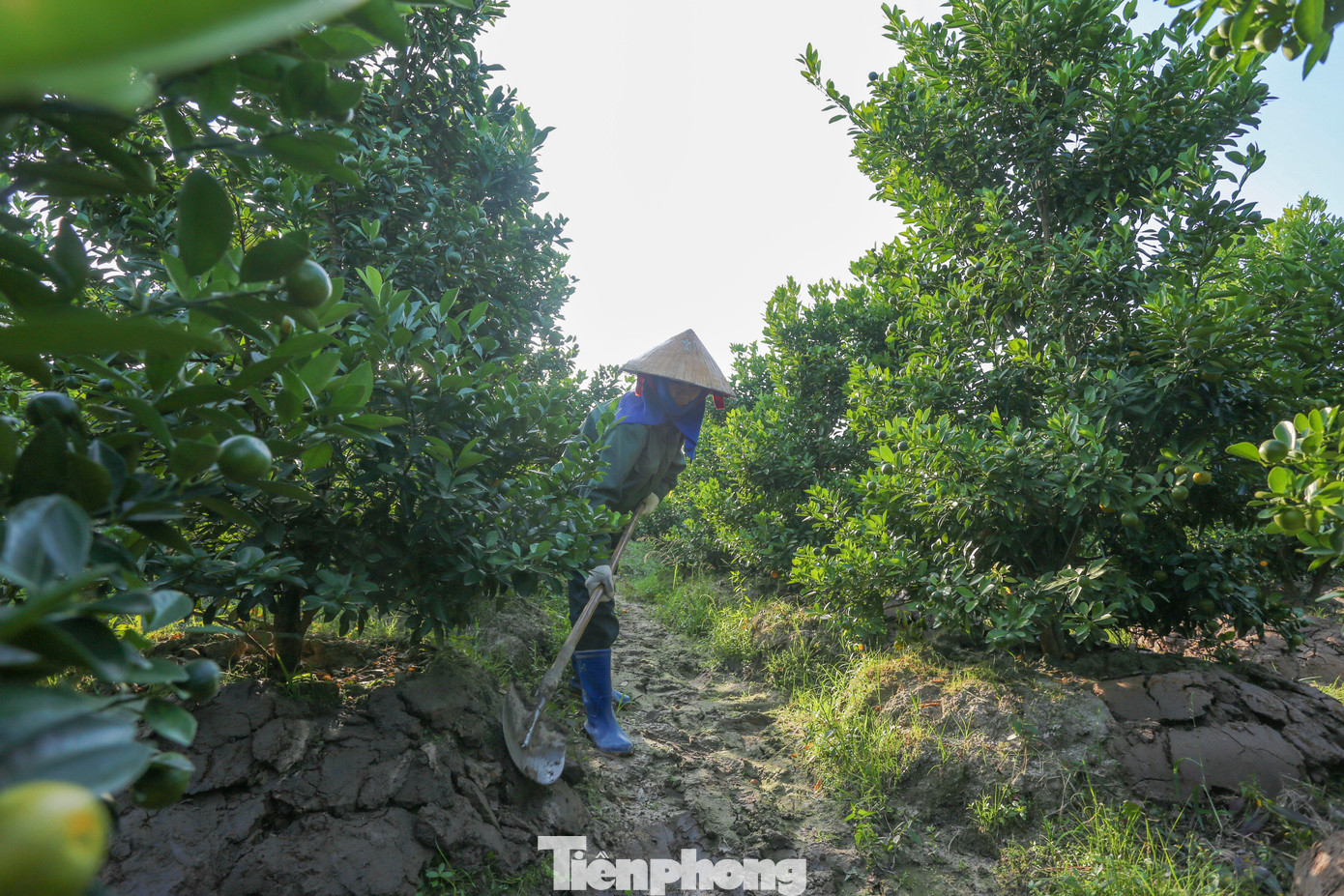 Làng quất lớn nhất xứ Thanh ‘chạy đua’ cho vụ Tết- Ảnh 7.