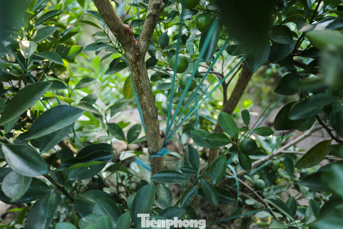 Làng quất lớn nhất xứ Thanh ‘chạy đua’ cho vụ Tết- Ảnh 11.