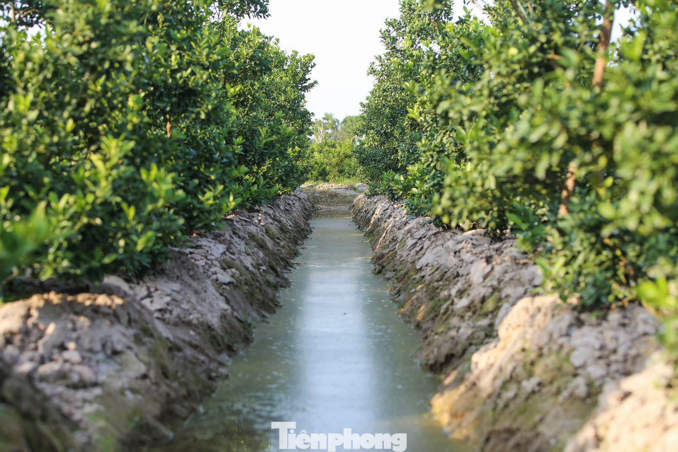 Làng quất lớn nhất xứ Thanh ‘chạy đua’ cho vụ Tết- Ảnh 4.