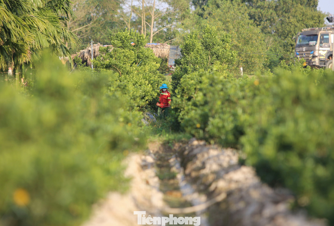 Làng quất lớn nhất xứ Thanh ‘chạy đua’ cho vụ Tết- Ảnh 12.