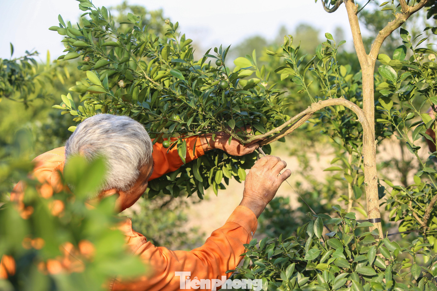 Làng quất lớn nhất xứ Thanh ‘chạy đua’ cho vụ Tết- Ảnh 10.