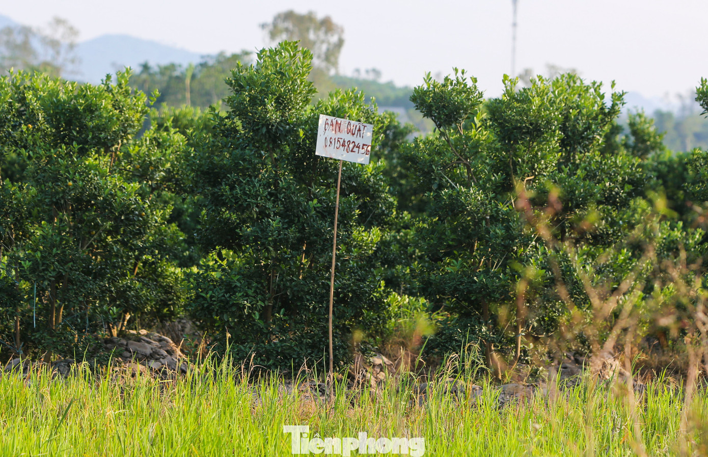 Làng quất lớn nhất xứ Thanh ‘chạy đua’ cho vụ Tết- Ảnh 15.