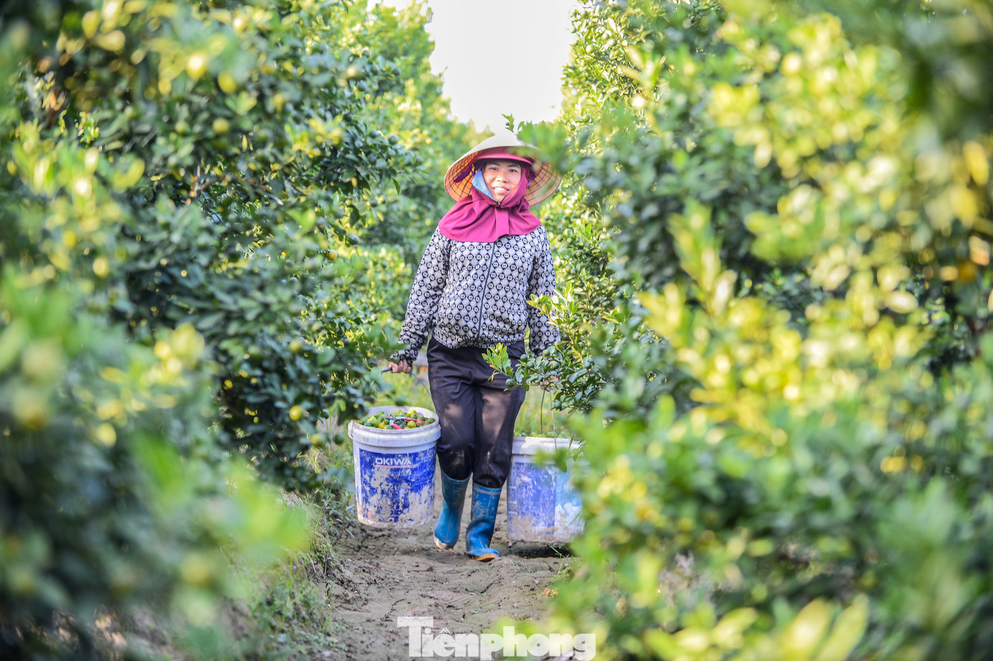 Làng quất lớn nhất xứ Thanh ‘chạy đua’ cho vụ Tết- Ảnh 13.