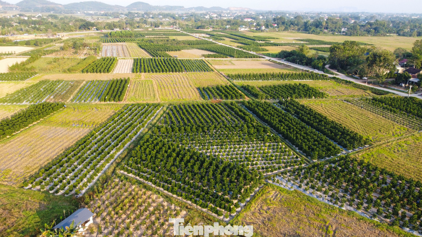 Làng quất lớn nhất xứ Thanh ‘chạy đua’ cho vụ Tết- Ảnh 1.