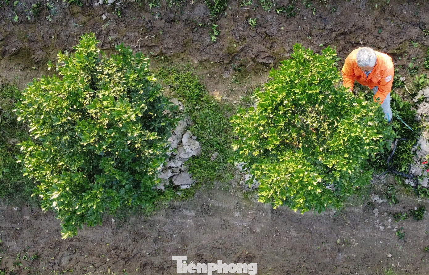 Làng quất lớn nhất xứ Thanh ‘chạy đua’ cho vụ Tết- Ảnh 3.