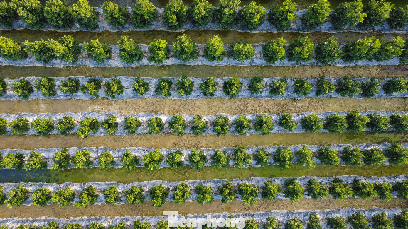 Làng quất lớn nhất xứ Thanh ‘chạy đua’ cho vụ Tết- Ảnh 16.