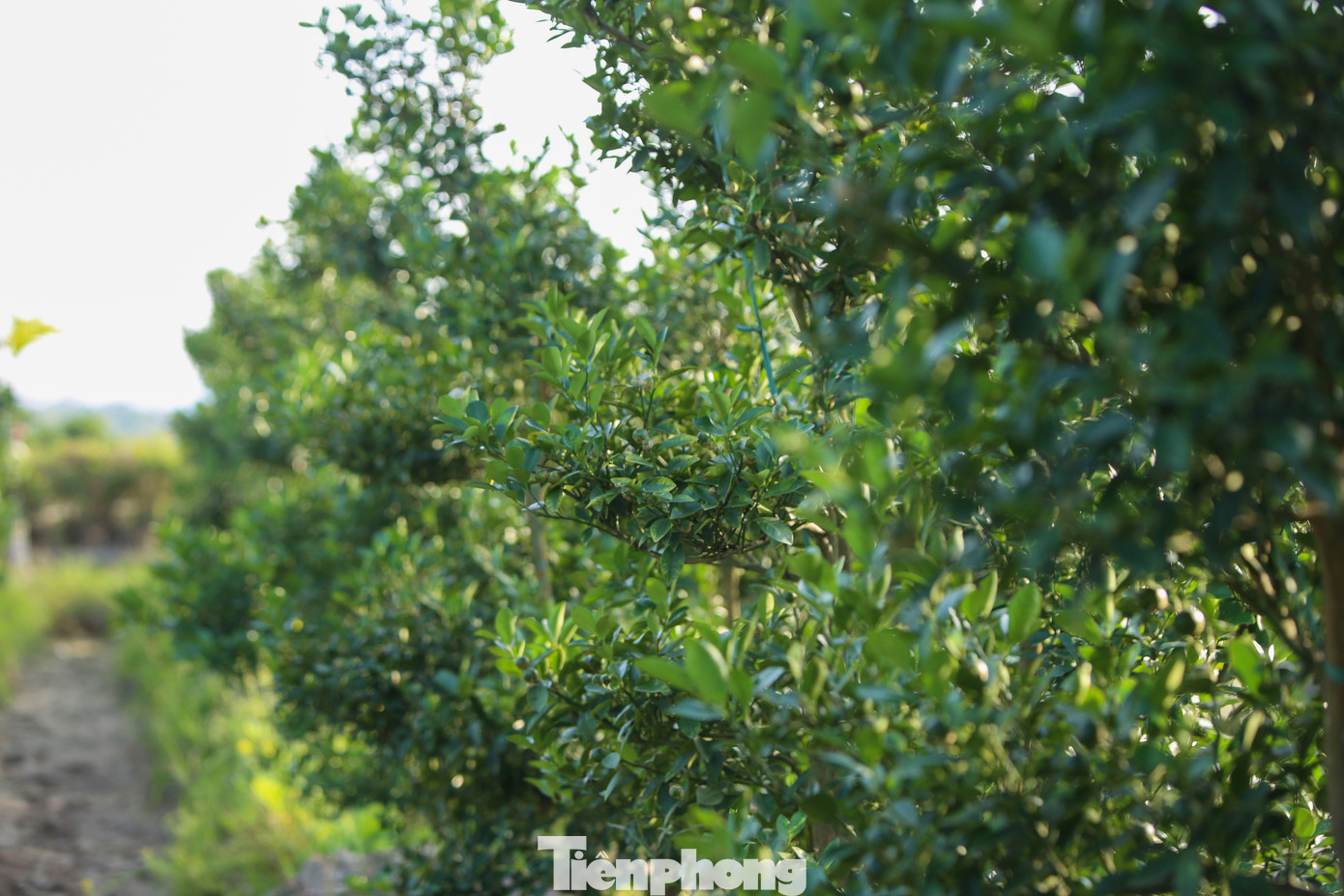 Làng quất lớn nhất xứ Thanh ‘chạy đua’ cho vụ Tết- Ảnh 5.