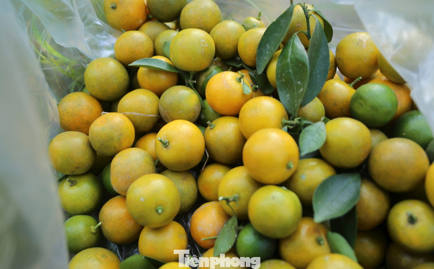 Làng quất lớn nhất xứ Thanh ‘chạy đua’ cho vụ Tết- Ảnh 8.