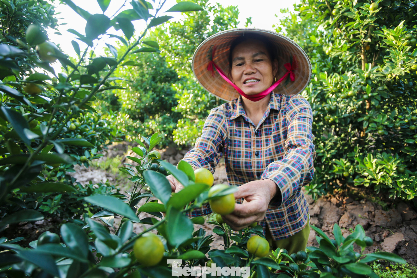 Làng quất lớn nhất xứ Thanh ‘chạy đua’ cho vụ Tết- Ảnh 6.