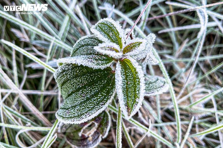 Y Tý xuất hiện băng giá, những tán cây rừng đẹp kỳ ảo- Ảnh 4.