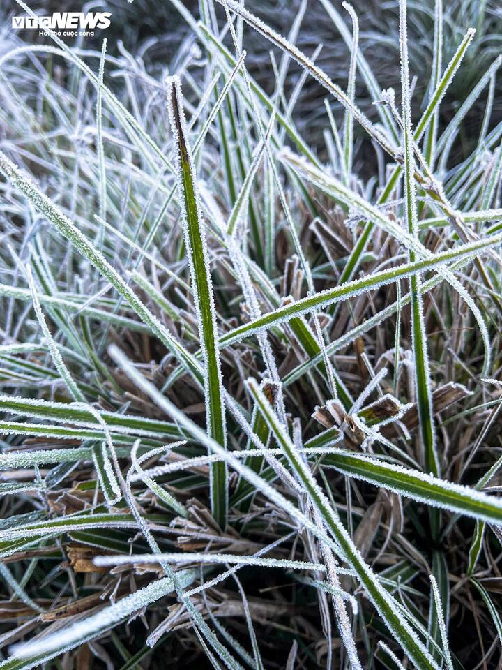 Y Tý xuất hiện băng giá, những tán cây rừng đẹp kỳ ảo- Ảnh 6.