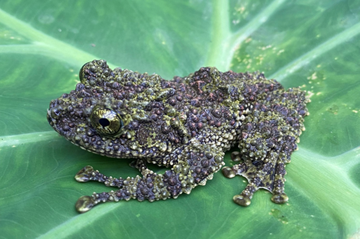 Loài ếch kỳ dị xuất hiện tại một khu rừng ở Thanh Hóa- Ảnh 1. Loài ếch kỳ dị xuất hiện tại một khu rừng ở Thanh Hóa- Ảnh 1.