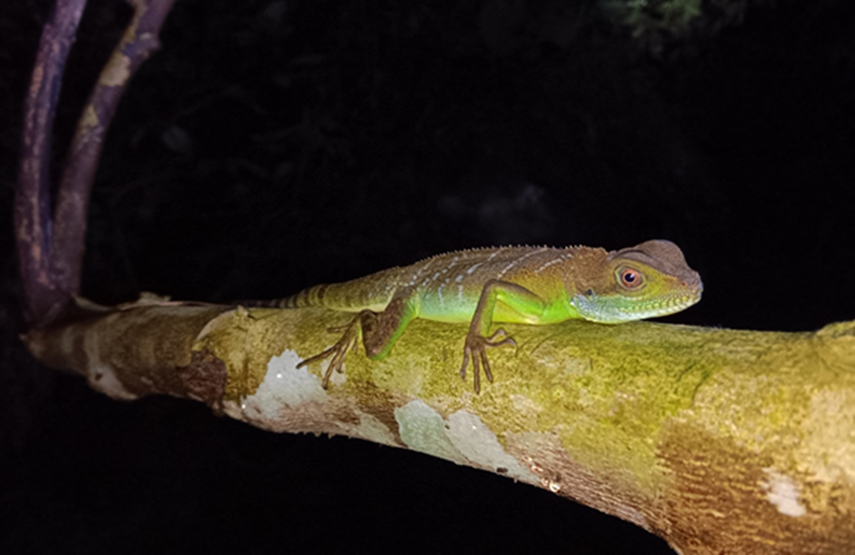 Loài ếch kỳ dị xuất hiện tại một khu rừng ở Thanh Hóa- Ảnh 2. Loài ếch kỳ dị xuất hiện tại một khu rừng ở Thanh Hóa- Ảnh 2.