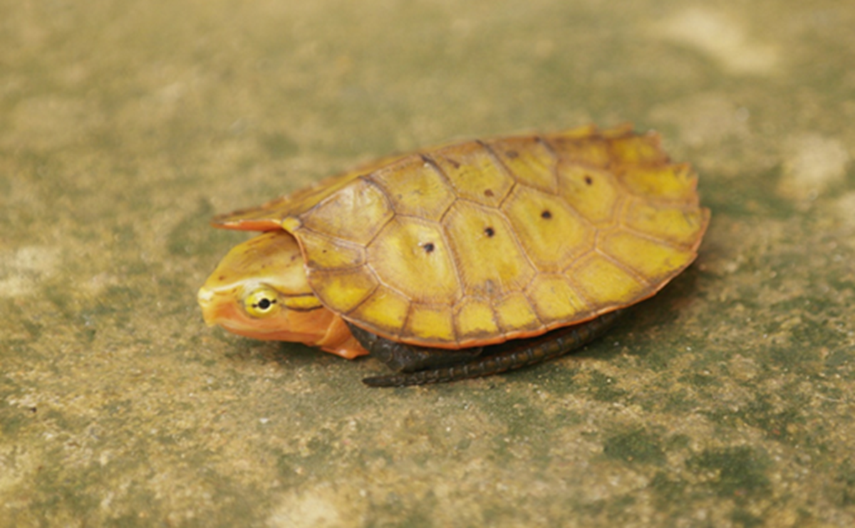 Loài ếch kỳ dị xuất hiện tại một khu rừng ở Thanh Hóa- Ảnh 3. Loài ếch kỳ dị xuất hiện tại một khu rừng ở Thanh Hóa- Ảnh 3.