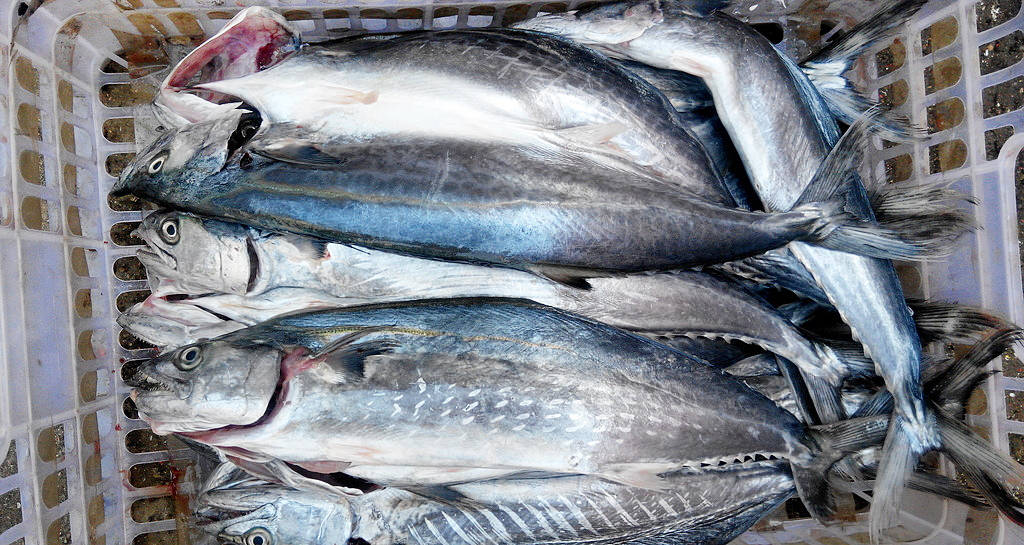 Ra chợ gặp 5 loại cá này thì mua ngay kẻo hết, toàn cá tự nhiên không thể nuôi nhân tạo, nhiều thịt, ít xương- Ảnh 1. Ra chợ gặp 5 loại cá này thì mua ngay kẻo hết, toàn cá tự nhiên không thể nuôi nhân tạo, nhiều thịt, ít xương- Ảnh 1.