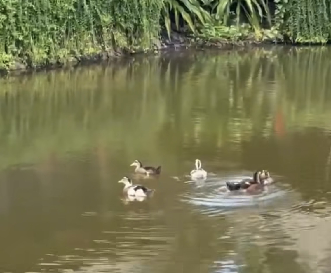 Đàn vịt "lạc trôi" vào resort 5 sao ở Nha Trang sau lũ: Diễn biến sau đó- Ảnh 5. Đàn vịt "lạc trôi" vào resort 5 sao ở Nha Trang sau lũ: Diễn biến sau đó- Ảnh 5.