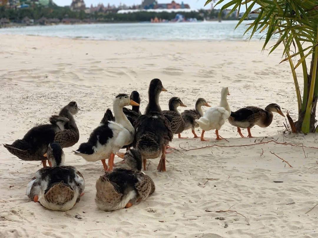 Đàn vịt "lạc trôi" vào resort 5 sao ở Nha Trang sau lũ: Diễn biến sau đó- Ảnh 3. Đàn vịt "lạc trôi" vào resort 5 sao ở Nha Trang sau lũ: Diễn biến sau đó- Ảnh 3.
