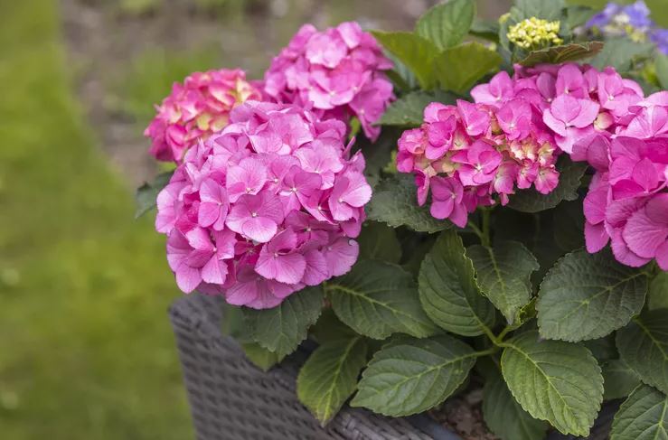 8 loại cây không bao giờ nên trồng trong nhà- Ảnh 8.