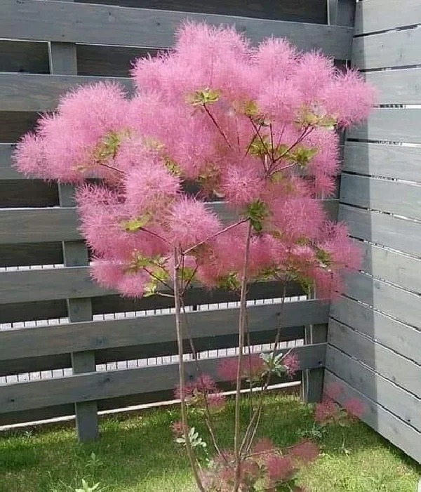 "Lạc lối" trước bình hoa khói tím: Loài cây nhìn như mây bông đang gây sốt góc nhà chị em- Ảnh 3.