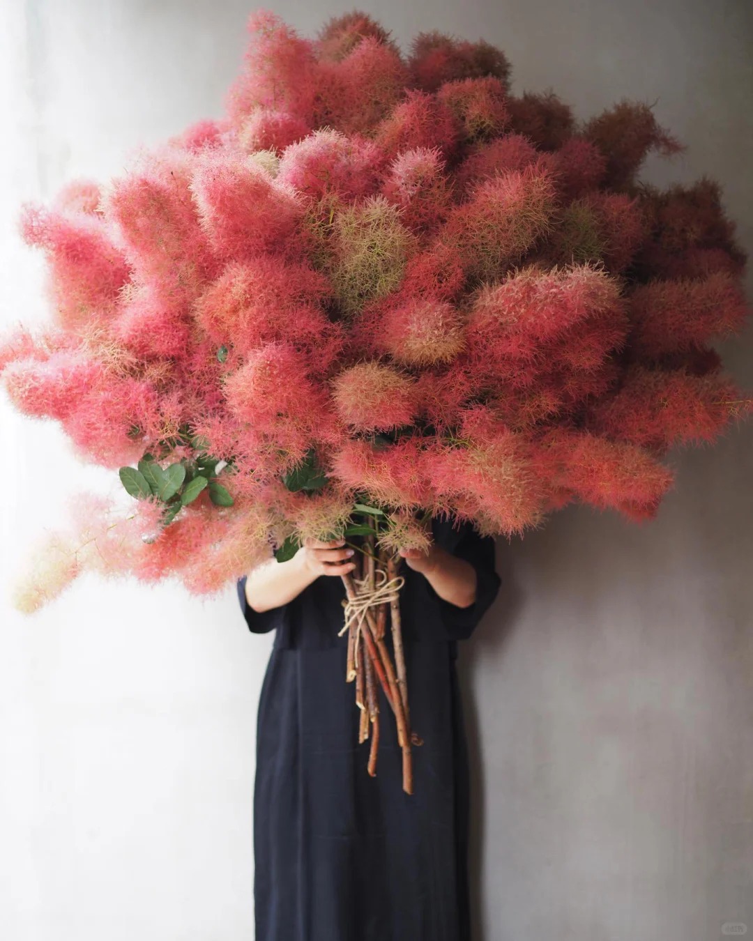 "Lạc lối" trước bình hoa khói tím: Loài cây nhìn như mây bông đang gây sốt góc nhà chị em- Ảnh 7.