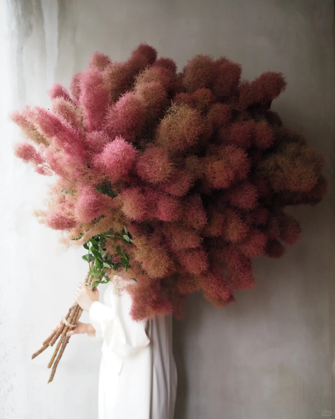 "Lạc lối" trước bình hoa khói tím: Loài cây nhìn như mây bông đang gây sốt góc nhà chị em- Ảnh 5.