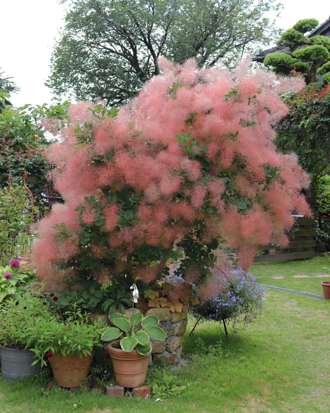 "Lạc lối" trước bình hoa khói tím: Loài cây nhìn như mây bông đang gây sốt góc nhà chị em- Ảnh 2.