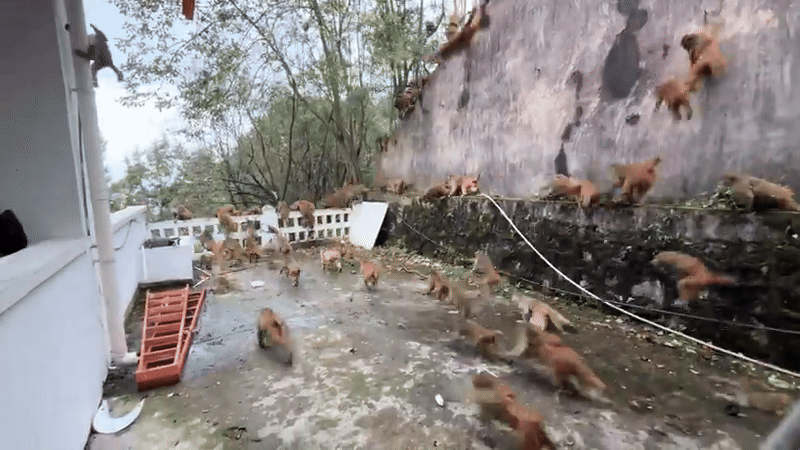 Hàng trăm con khỉ bất ngờ lao xuống núi với tốc độ chóng mặt: Hiện tượng lạ khiến người dân hoang mang- Ảnh 3. Hàng trăm con khỉ bất ngờ lao xuống núi với tốc độ chóng mặt: Hiện tượng lạ khiến người dân hoang mang- Ảnh 3.