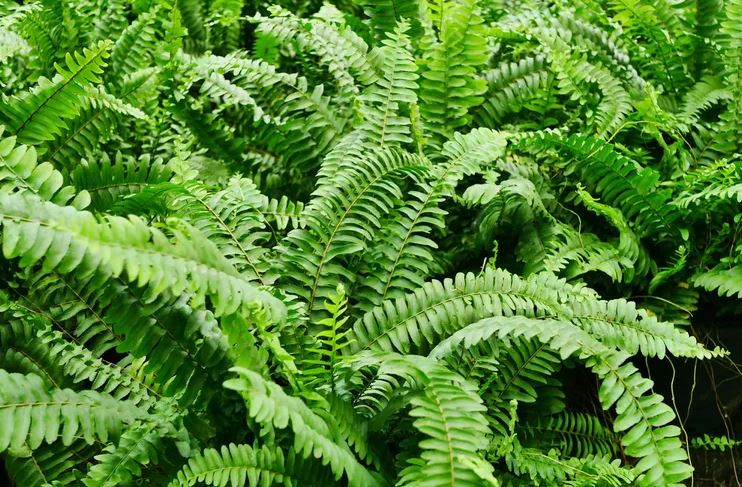 8 loại cây không bao giờ nên trồng trong nhà- Ảnh 7.