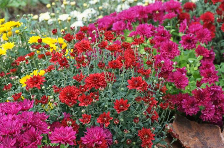 8 loại cây không bao giờ nên trồng trong nhà- Ảnh 2.